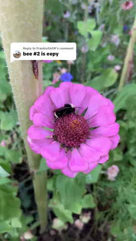 Replying to @FrankieS60R heres bee 2 snuggling into his flower for the night #bees 