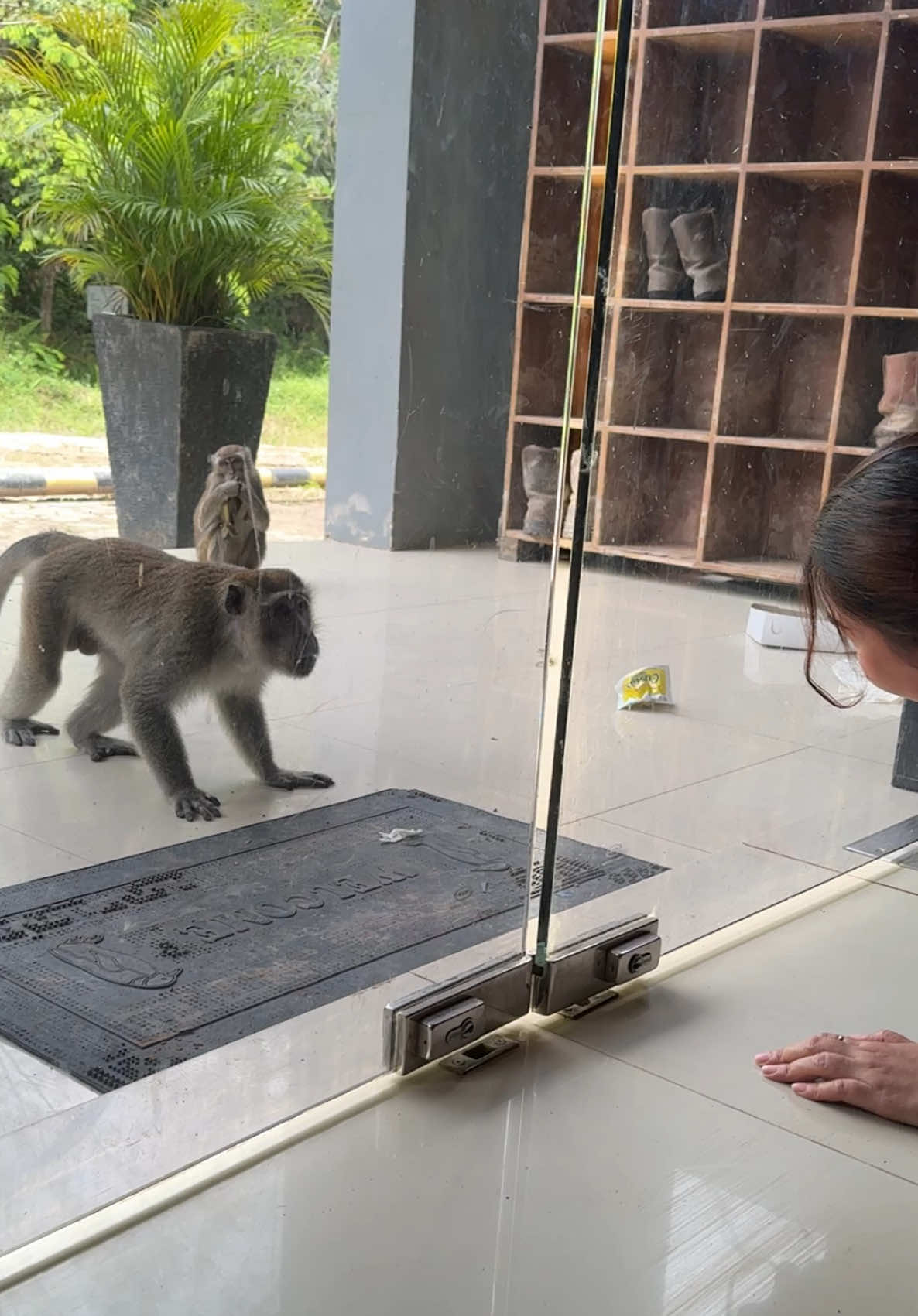 Berasa Ngaca pagi2 🐵🐒 #friday  #monkeyface #foryoupage #fyp #funny 