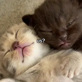 Is that us?❤️‍🩹 #catsoftiktok #lovecat #catlove #foryou 