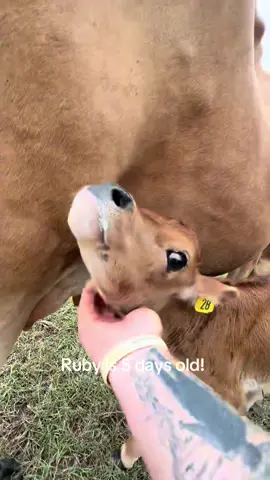 That face though… I seriously can’t even Ruby is just 5 days old and already the queen of cuteness. 👑🐄 #farmbaby #heiferlife #jerseycow #endsley6farm 