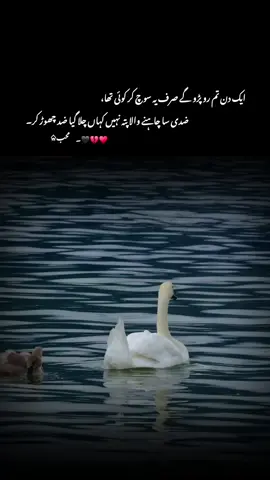 ایک دن تم رو پڑو گے صرف یہ سوچ کر کوئی تھا ضدی سا چاہنے والا ، پتہ نہیں کہاں چلا گیا ضد چھوڑ کر #1milionaudition #aeshetic #foryou #foryoupage #trending 