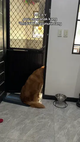 sa dulo, si nala talaga ang magiging cause of death ko 😭 #trexy #dogsoftiktok #catsoftiktok #fypシ゚ #goldenretriever 