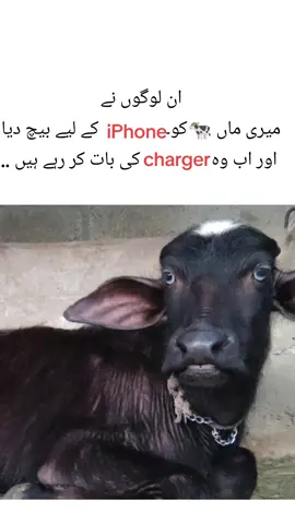 #🤣😂🤣😂 #foryoupage #viraltiktok #dontunderreviewmyvideo #unfrezzmyaccount 