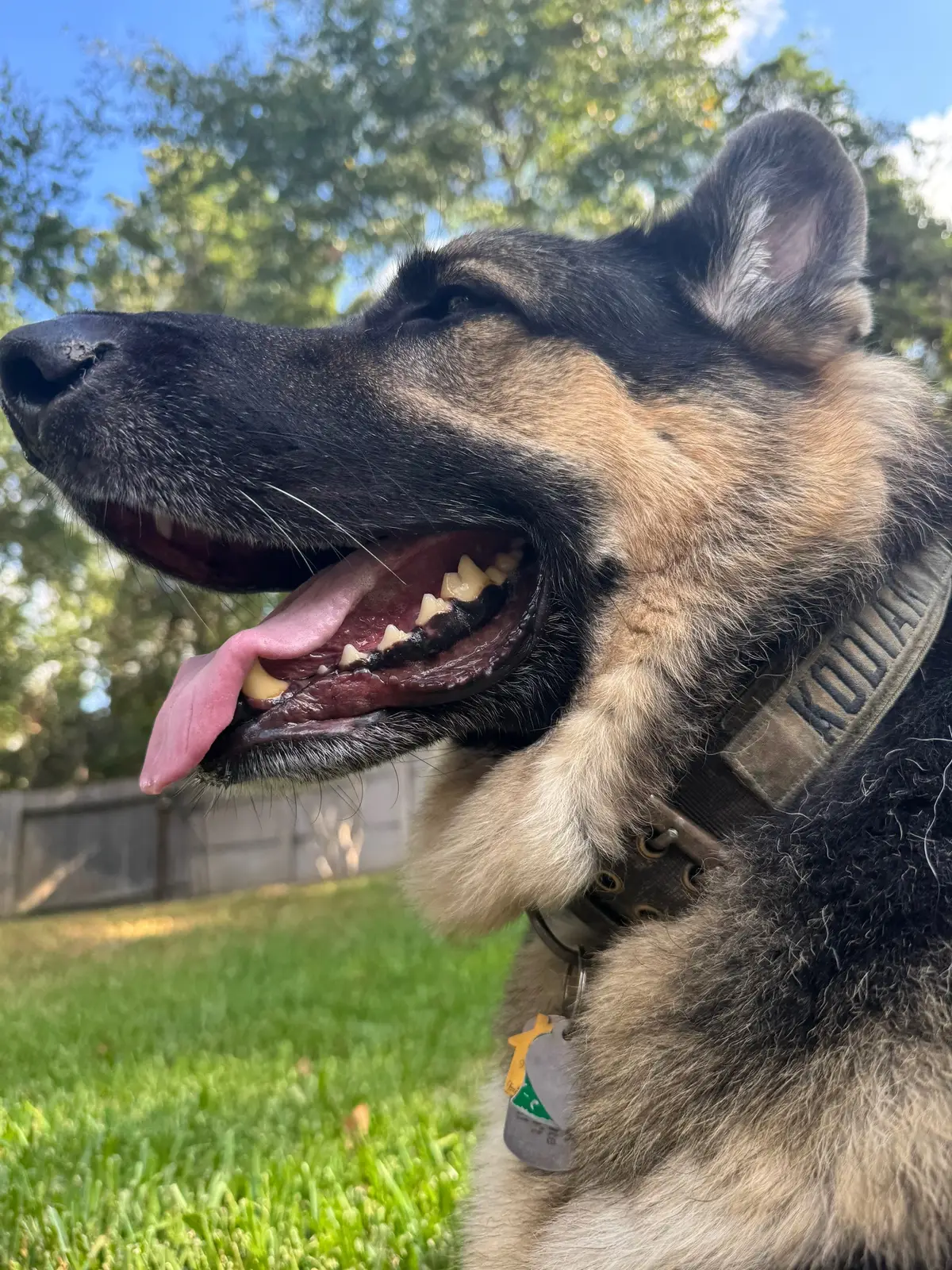 Dogs offer an unparalleled type of love. Their unconditional affection, loyalty, and joyfulness. They are seen as a source of happiness and a reminder of what true friendship means.  If you have a dog, show me your dog🐾❤️🐾 #thelifeofkodiak #germanshepherd #dog 