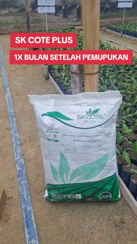 1 bulan setelah aplikasi SK Cote Plus #gurutani75channel #skcoteplus 