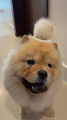 day in the life ✌️😛🧸 #dogsoftiktok #fyp #dog #puppy #foryoupage 