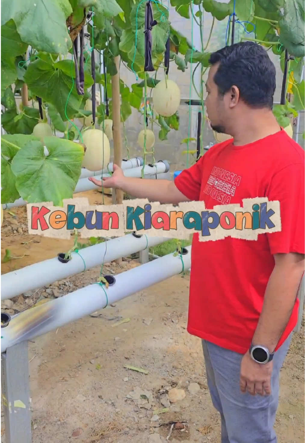 Jum'at, 22 Agustus 2025  Camat bersama Ketua PKK Kecamatan Gerunggang dan Lurah didampingi Ketua PKK Kelurahan Air Kepala Tujuh mengunjungi sekaligus petik melon di kebun Kiaraponik, sebuah inisiatif urban farming berbasis hidroponik yang di gagas oleh Bpk. Tomi. Kunjungan ini merupakan bagian dari upaya pemerintah kecamatan bersama PKK kecamatan dan kelurahan dalam mendukung program ketahanan pangan lokal serta pemberdayaan masyarakat #gandaria #kebunmelon #hidroponik #panganlokal #airkepalatujuh #gerunggang #fypシ゚ 