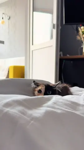 #мантис #котенокпоименигав #котикизахватчики #можновреки 