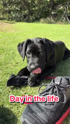 Days off with the fam are the best days 🥰🐾 Jimmys canine caddy from @riffraffpets turns into a water bowl, and has poo bags and a treat space!! It’s sooo handy we use it every walk! It’s already super cheap but for an extra 10% off use code “FRIEND-DVGRT2N” #blacklabrador #labradorpuppy #dogsoftiktok #blacklab #puppy 
