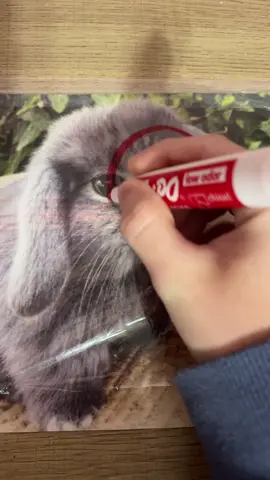 cabbit oh cabbit #fyp #cabbit #meowl #animal #meme 