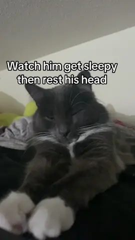 I love my cat everything he does is just so perfect and cute gosh #cat #catsoftiktok #sleepycat #PetsOfTikTok #kitty 