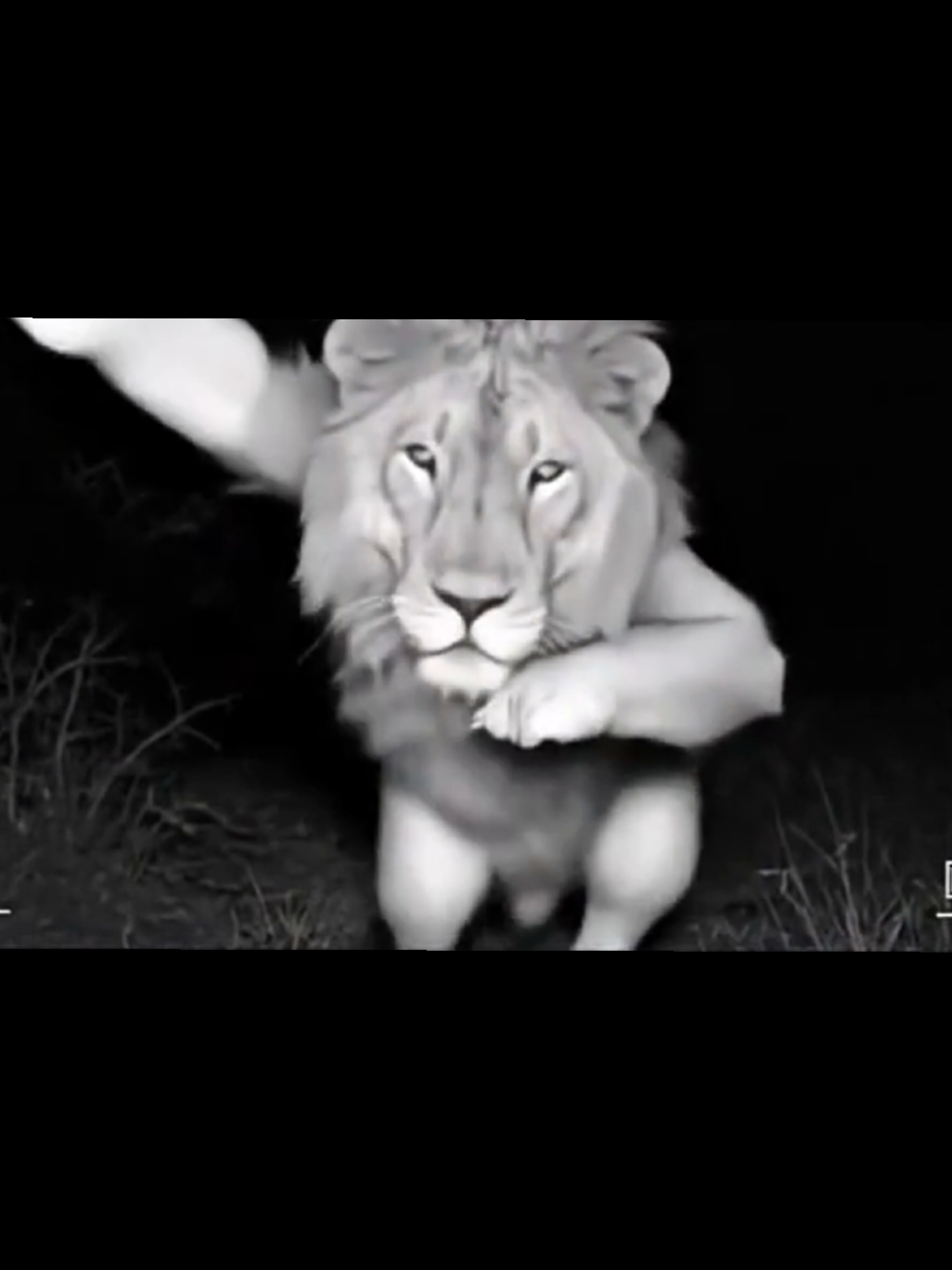 #tiger #animals #meme #viral #ai 