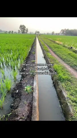 🙏😇#fyp#petanimuda#petaniindonesia🇮🇩🇮🇩🇮🇩🌿🌿#lampung#masukberanda 