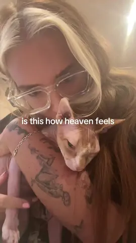 Study buddy #sphynxcat #sphynxkitten #sphynxtok 