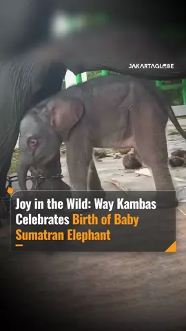 Tiny steps, big hope: a baby elephant just born at Way Kambas National Park (TNWK), East Lampung, on Friday. Read our articles at the link in bio. #WayKambas #JakartaGlobe