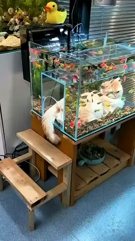 This Cat Lives Inside the Aquarium