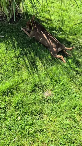 Max liegt im Schatten 