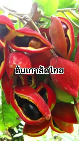 #ต้นเกาลัดไทย 🌰 กิ่งตอนพร้อมปลูกจ้า ต้นไม่มีหนามนะคะ รสชาติหวานมัน  #เกาลัดไทย #สวนเกษตรผสมผสาน #เกษตรอินทรีย์ #สวนอัญชันพันธุ์ไม้ 