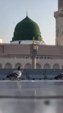 السَّلامُ عَلَيْكَ يَا رَسُولَ اللهِ . #الشيخ_شبر_معلة #الرسول_الأكرم #قناة_المنبر_الحسيني 