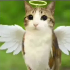#meowl  cc: Venvet ya no hay problemas entre nosotras