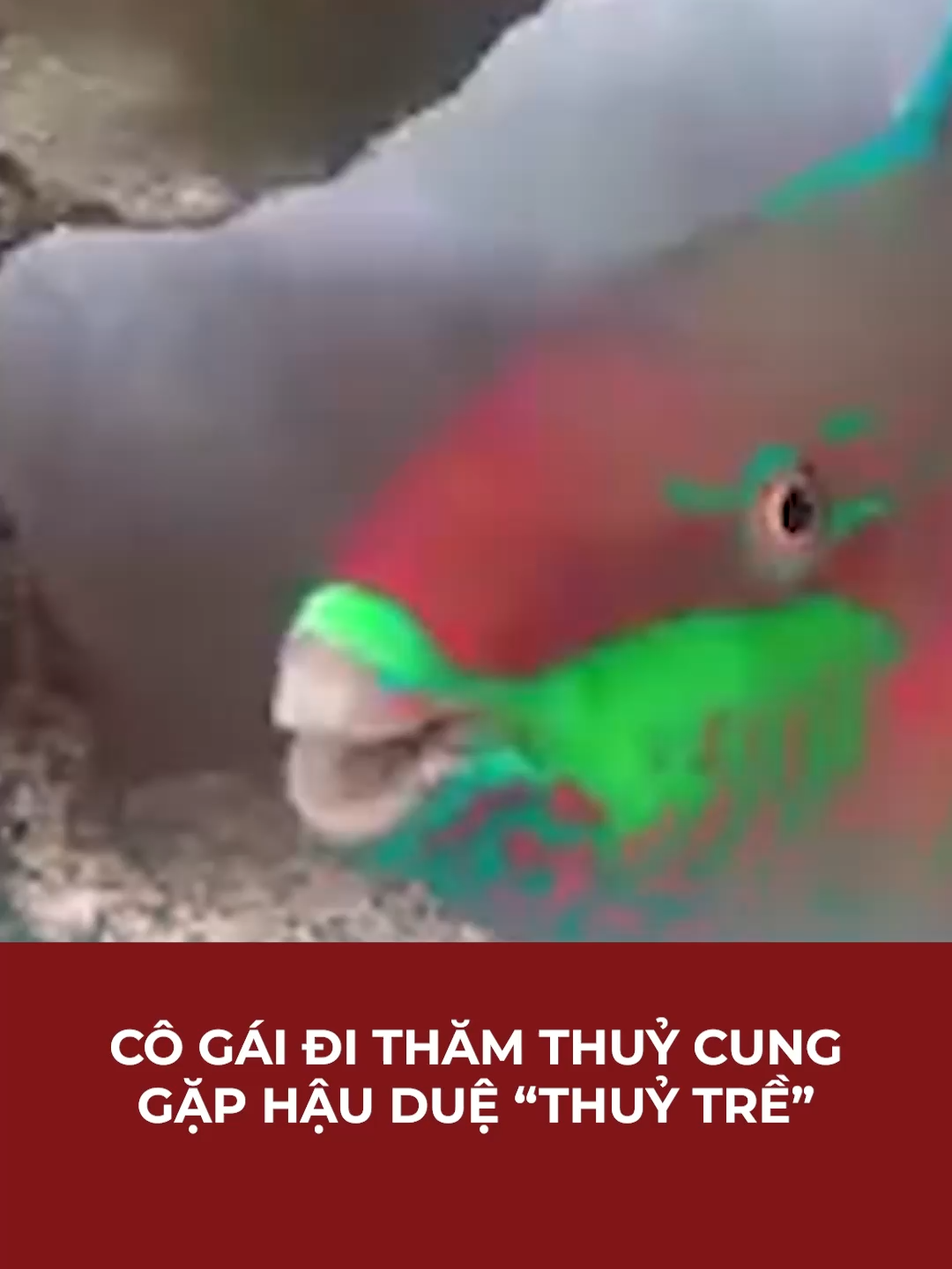 CÔ GÁI ĐI THĂM THUỶ CUNG GẶP HẬU DUỆ “THUỶ TRỀ” | Mekong Daily #cliphaihuoc #haihuoc #dongvat #mekongdaily