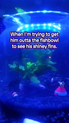 #betta