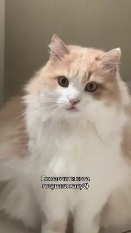 Ранок😂 #кіт #funnycat #fypシ゚ 