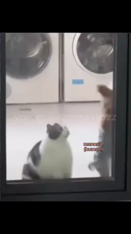 😾”trs knp klo minta nambah?” ✨ Follow now and enjoy animal voices like never before! If you enjoyed this content and want to support my work, any donation is greatly appreciated! 🩵Your support helps me keep creating more of what you love. link support on my bio Voice: Me(@azuraavrozz) Source: •algorithm_fodder0 (tt) •mewbarkjoy (ig) (please DM for credit/removal) #FYP#VoiceActing#Fandubber#Fandub #FunnyAnimals#CuteAnimals#AnimalFandub#AsianCreator#azuraafandubbing #azuraavoice#dubbing#animaldubbing
