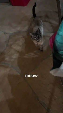 Yap master #arthur #meow #catsoftiktok #siamese #cat 