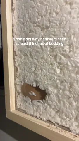 this girls got 13 in. of bedding.. honestly how do they not suffocate 😭😭 #hazel #hamstersoftiktok #cuteanimals #fyp #xyzbca 