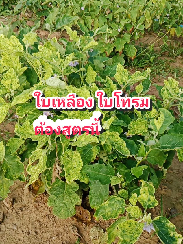 ใบเหลือง ใบโทรม พืชโตช้า ต้องบำรุงด้วย อะมิโนไมค์ #อะมิโนไมค์ #ฟาร์มไมค์ #เกษตรกรรุ่นใหม่ #ผู้หญิงทําสวน #ไข่คุณตู่ 