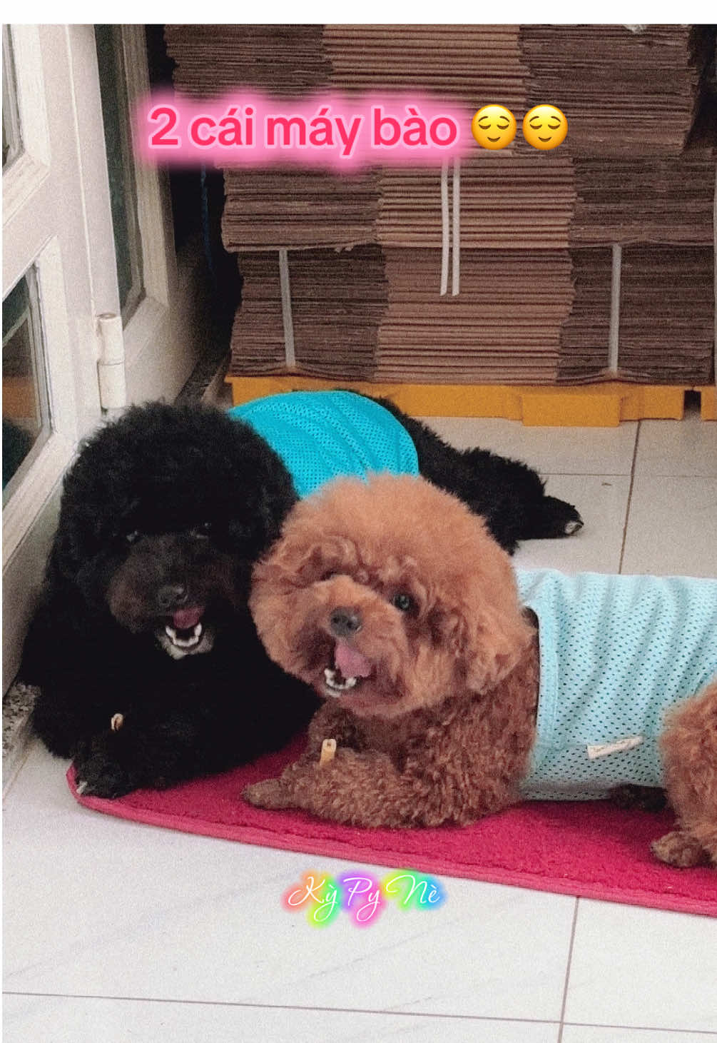 nhìn nhỏ nhỏ vậy thôi chứ công suất lớn😌😌 @TẠP HOÁ LUCKY TAIXANH @PY ĐEN  #kypyne #thucungvuinhon #dog #xh #fyp 