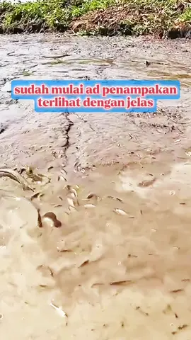 Jum'at penuh berkah ngesat Empang banyak ikan #fypシ゚viral #ikan #disel#empang