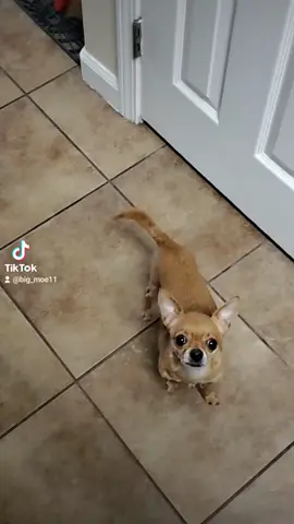 #fyp #foryoupage #puppytiktok #dogtok #chihuahua 