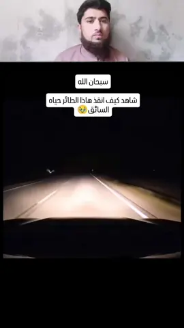 سبحان شاهد كيف انقذ هذا الطائر حياة السائق#اكسبلور #مصرالعراق #اللهم صل وسلم على نبينا محمد 