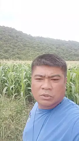 เวลาขึ้นก็อย่าดึงใหญ่ #นายฝ้ายบุญรอด #รู้เรื่องกระเบื้องร้าว #แคปชั่น #สตอรี่ความรู้สึก 
