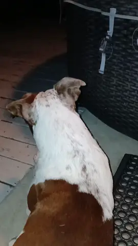 He see something.. #gottalovehim #myfurbaby #PetsOfTikTok #massfollowing🔥🔥 