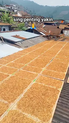 begini ketika musim tembakau datang#fyp#viralvideo #menyalabosku#tembakauindonesia