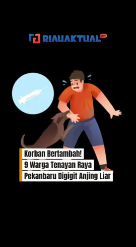 PEKANBARU (RA) - Jumlah warga Kecamatan Tenayan Raya, Pekabaru yang menjadi korban gigitan anjing liar bertambah menjadi 9 orang.  Para korban digigit anjing yang diduga rabies. Para korban sempat mendapatkan perawatan di RSUD Arifin Achmad. “Ada 9 orang yang jadi korban gigitan anjing liar sampai saat ini yang kami data,” kata Kanit Reskrim Polsek Tenayan Raya, Iptu Dodi Vivino, Jumat (22/8/2025). Para korban masing-masing berinisial, WA (10), NBS (55), FUS (40), AD (11), MR (3), YL (38), BK (45), HY (49), dan AS (21). Kanit menyebut saat ini para korban sudah pulang ke rumah dan melakukan rawat jalan. Para korban mayoritas digigit pada bagian kaki, dan satu balita mendapatkan gigitan di bagian leher. Sebelumnya, sejumlah warga di Kecamatan Tenayan Raya menjadi korban serangan anjing liar yang diduga rabies, Kamis (21/8/2025) siang.  Anjing berwarna coklat dengan lidah menjulur dan ekor menjuntai itu, menyerang setiap orang yang ia lihat. “Hingga kini ada lima orang yang sudah kita data menjadi korban gigitan anjing diduga rabies tersebut,” kata Kapolsek Tenayan Raya Kompol Dodi Antoni, Kamis (21/8/2025) malam. Ia menuturkan, anjing liar tersebut berjumlah tiga ekor yang keluar dari semak-semak di sekitar Imam Munandar depan Shorum Toyota, Tenayan Raya. Namun, satu diantaranya diduga terpapar rabies. “Jadi yang satu ini, setiap dia lihat orang langsung mengejar dan menggigit. Dia muncul dari semak -semak,” terangnya. Anjing itu berkeliaran setidaknya di lima lokasi. Lokasi lainnya yakni Jalan Mangga, Jalan Kamboja, Singgalang, dan Jalan Sudimoro. “Dari lima yang sudah kita data, diantaranya ada balita. Kemungkinan korban masih bertambah seiring pendataan yang kita lakukan,” jelasnya. Kapolsek belum merinci jelas identitas para korban karena seiring pendataan yang dilakukan. Lima korban tersebut, saat ini masih berada di ruangan IGD RSUD Arifin Achmad, Pekanbaru. Sementara, satu ekor anjing yang diduga terpapar rabies saat ini sudah berhasil dibunuh warga. Sementara dua ekor lainnya dalam pencarian. . . Selengkapnya: www.riauaktual.com https://riauaktual.com/news/detail/109018/korban-bertambah-9-warga-tenayan-raya-pekanbaru-digigit- #riauaktual #fyp #viral #video #tiktok 