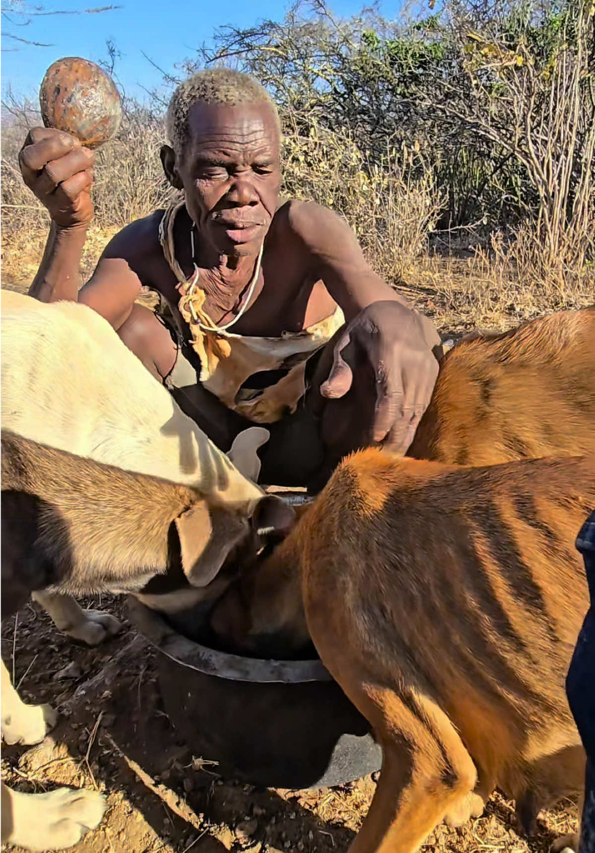 Tribal dogs have many functions, not only can they help Chaaba hunt, but they can also help brush pots#hadzabetribe #foryoupage #FoodLover #cooking #chaaba 