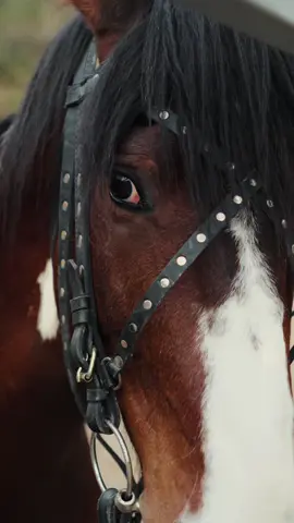 Скоро поделюсь с вами историей Принца 🐎 #horse #породистыелошади 
