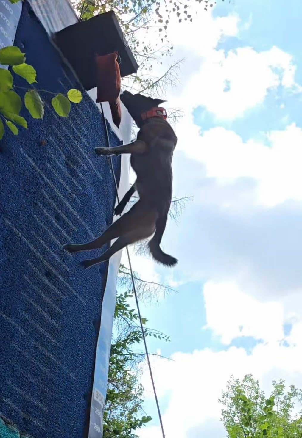 Tentative 4.70m 🔥 Elle n’a pas encore re validé cette mesure en compétition même si là elle en était vraiment pas loin ! 🥵  Collier by @Bad Guys Dog Wear  @UCJ League  🎥 by @Skoll.x.Floky x @⭒WYATT⭒  #dogsoftiktok #malinois #wallclimb #dogsport #dog 