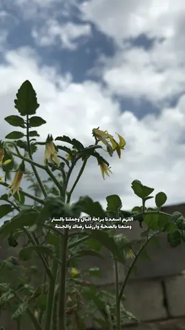 اللهم اسعـدنا بـراحة البال وجملنا بالستر  ومتعنا بالصحـة وارزقنـا رضاك والجـنـة 🍃🤍#fy #fyp #fypage #خواطر #خواطر077 #عبارات #خواطر077 #خولان_بن_عامر #طبيعه #InspirationByWords #غيوم #خواطري #صباح_الخير #يوم_الجمعه 