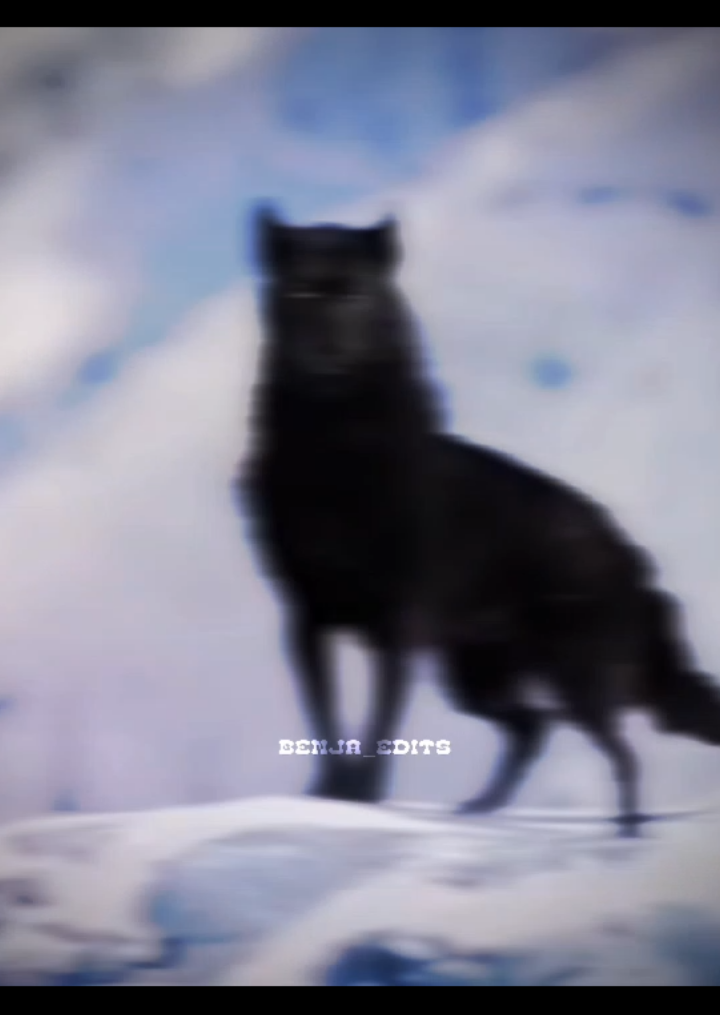 I like this wolf 🐺🔥 ||| sorry for the quality😕 #llobosolitario #wolf #wolfedit #animls #wolftiktoks 