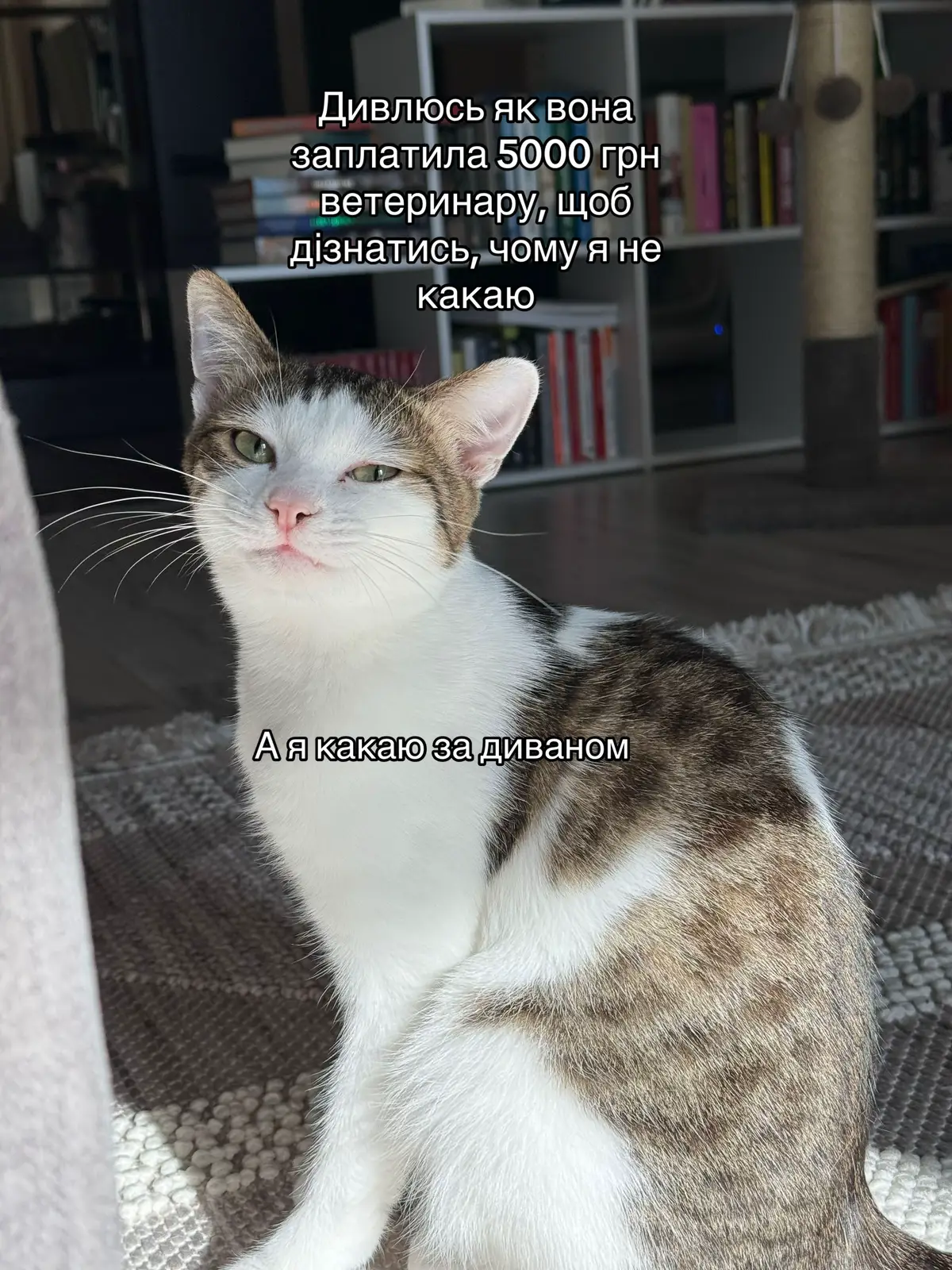 #cat #funny #photo #meme #fyp 