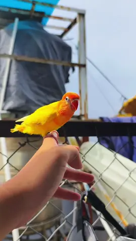 Vẹt biết bay huấn luyện được không #lovebird #lovebirds #vet #vetlovebird 