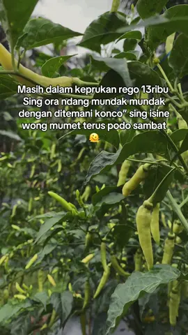 Lagi diece karo bakule seblak wes pokoe 🥴 #fy 