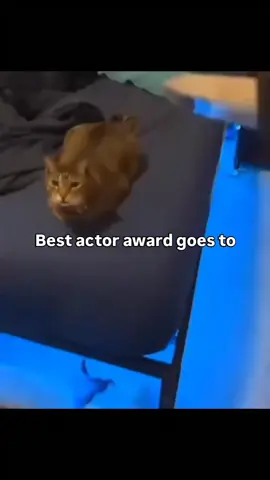 Best actor award goes to… #fyp #memes #funny #viral #cat #cats 