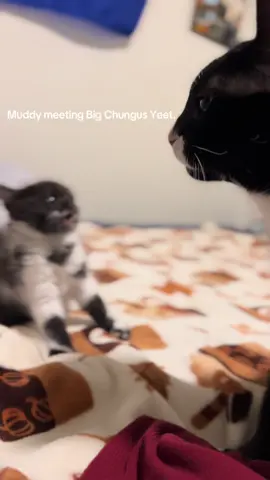 Wow #kittens #kitten #kittensoftiktok #cowcat #cats 