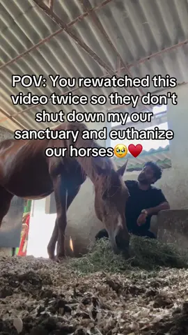 Every kind comment would mean a world to me #horses #shelter #sanctuary #animalsoftiktok #horselovers 
